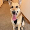 Ranger - Photo 2