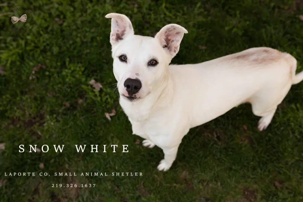 Snow White - Shepherd