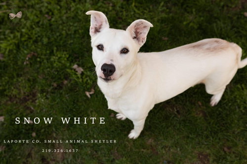 Snow White, an adoptable Pit Bull Terrier in La Porte, IN