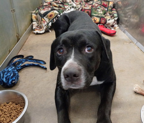 Peter, an adoptable Labrador Retriever in La Porte, IN