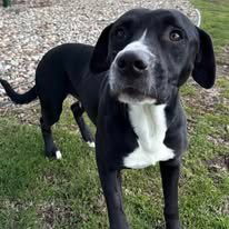 picture of the dog needing adoption