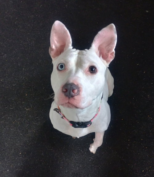 Spirit, an adoptable Pit Bull Terrier in La Porte, IN