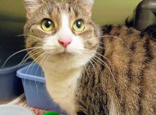 Penny Lane, Adult Tabby / Domestic Short Hair / Mixed, cat for adoption in Chicago, Illinois