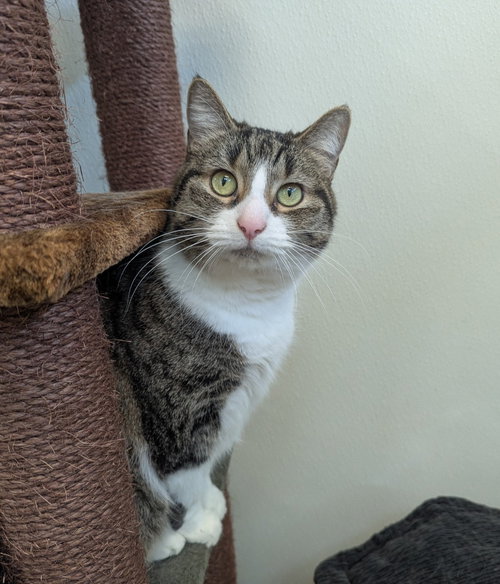 Penny Lane, an adoptable Tabby in La Porte, IN