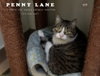 Penny Lane - Photo 2