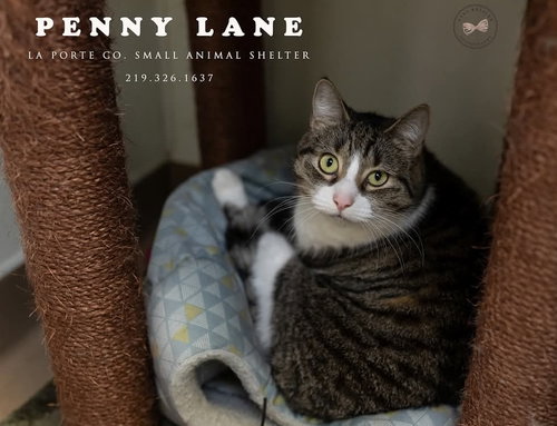 PENNY LANE - Tabby / Domestic Short Hair available for adoption