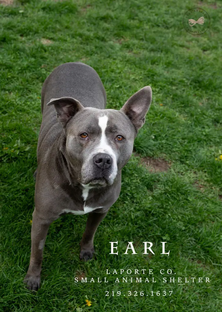 Earl - Pit Bull Terrier