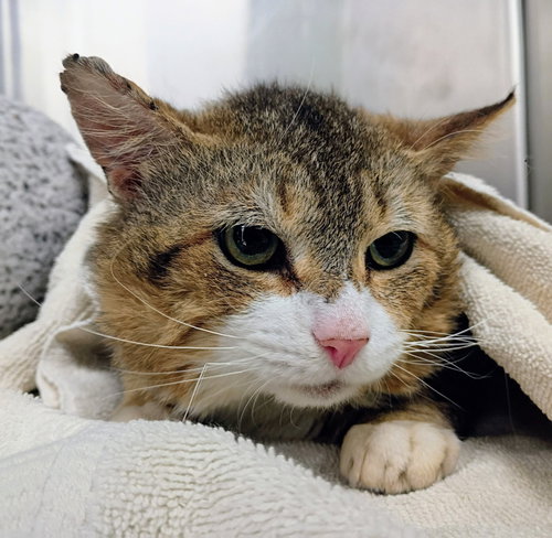 Outlaw, Adult Domestic Short Hair / Mixed, cat for adoption in Calumet City, Illinois