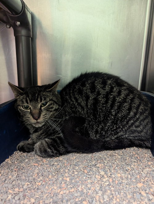 Furby, Young Domestic Short Hair / Mixed, cat for adoption in Chicago, Illinois