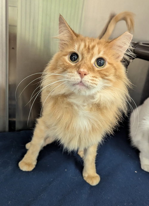 Monterey Jack, an adoptable Domestic Long Hair in La Porte, IN