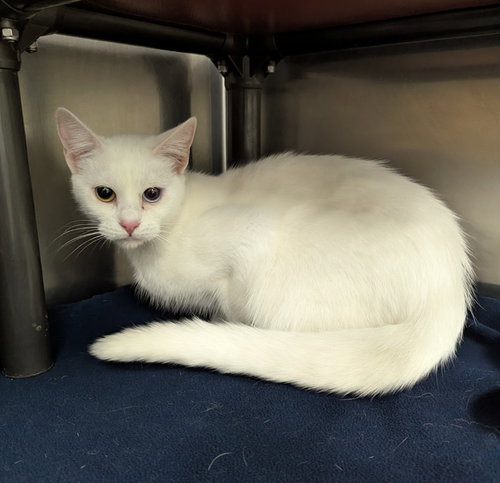 Feta, an adoptable Domestic Short Hair in La Porte, IN