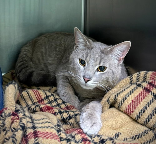 J, an adoptable Tabby in La Porte, IN
