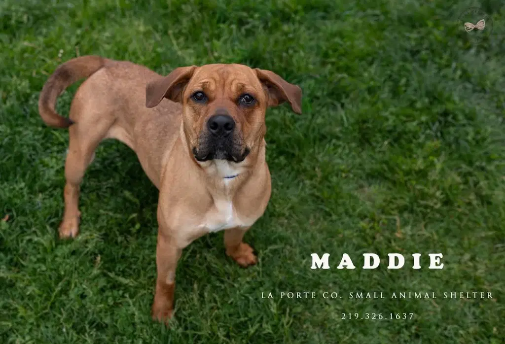 Maddie - Mastiff