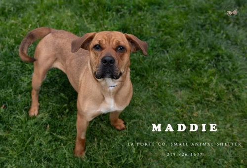 Maddie, an adoptable Mastiff in La Porte, IN