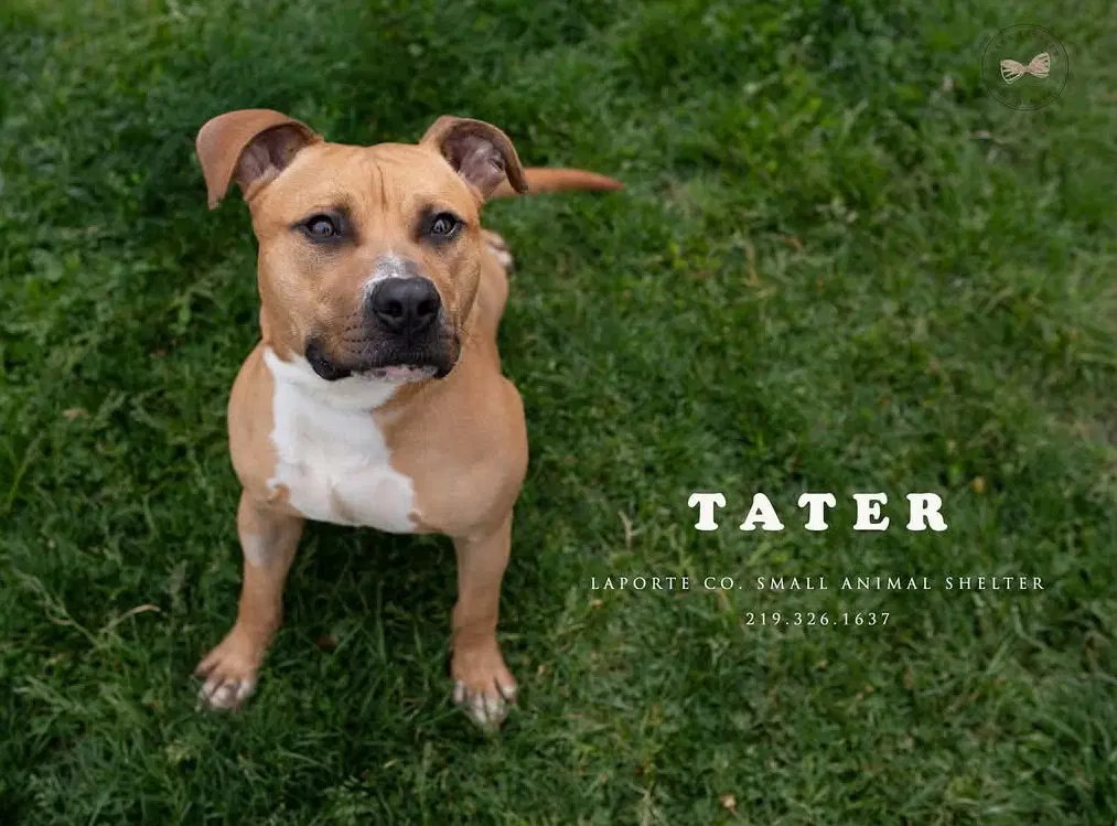 Tater - American Bulldog