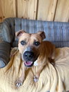 Tater - Photo 2