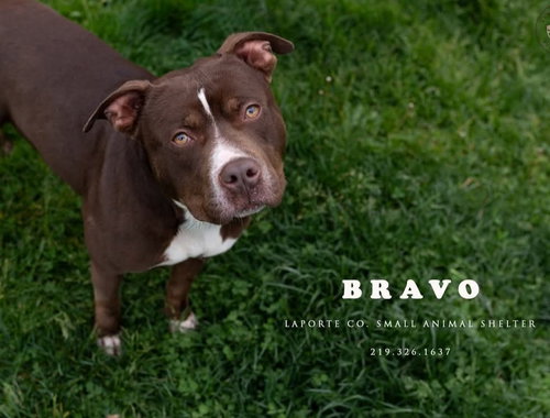 Bravo, an adoptable Pit Bull Terrier in La Porte, IN