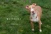 Butters - Photo 1
