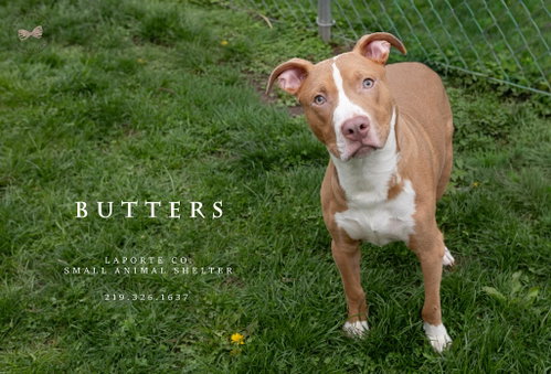 Butters, an adoptable Staffordshire Bull Terrier in La Porte, IN