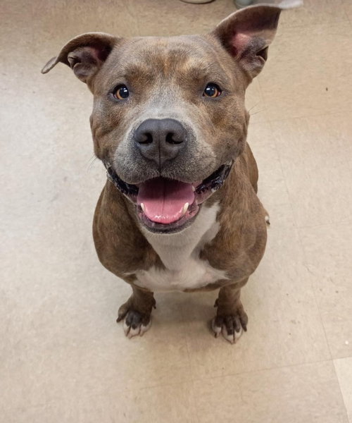 Destin, an adoptable Staffordshire Bull Terrier in La Porte, IN