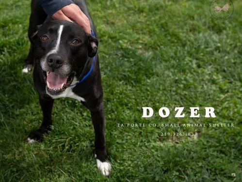 Dozer, an adoptable Pit Bull Terrier in La Porte, IN