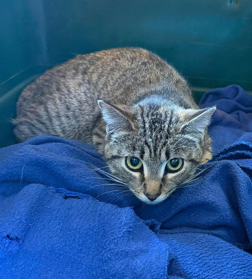Iris, an adoptable Tabby in La Porte, IN