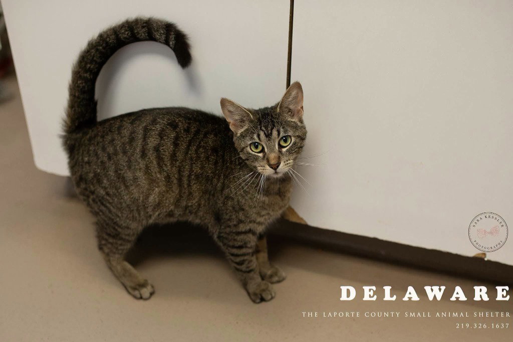Delaware Image
