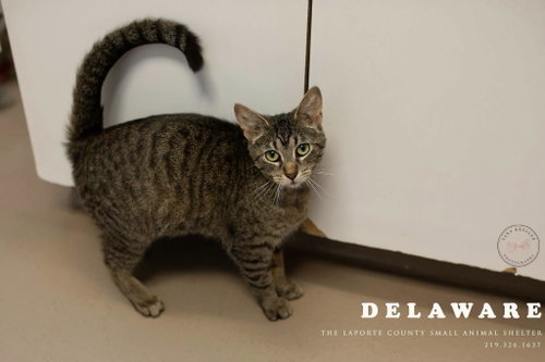 Delaware, Young Domestic Short Hair / Mixed, cat for adoption in Hammond, Indiana