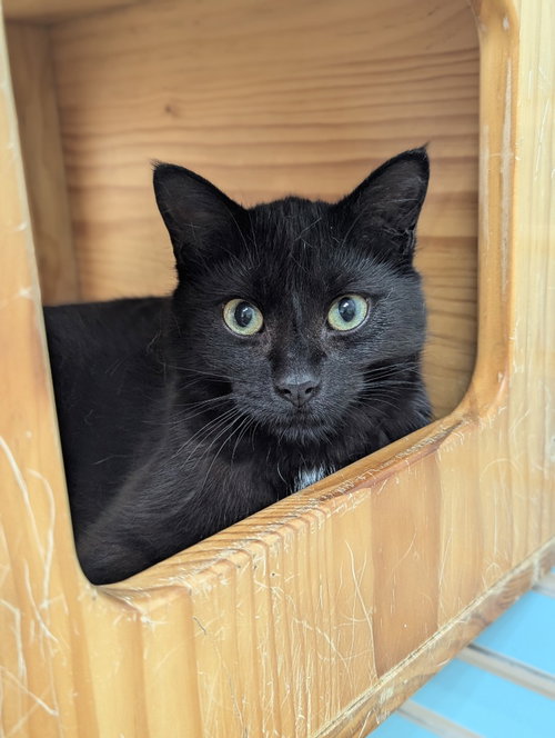 Beetle, an adoptable Domestic Short Hair in La Porte, IN