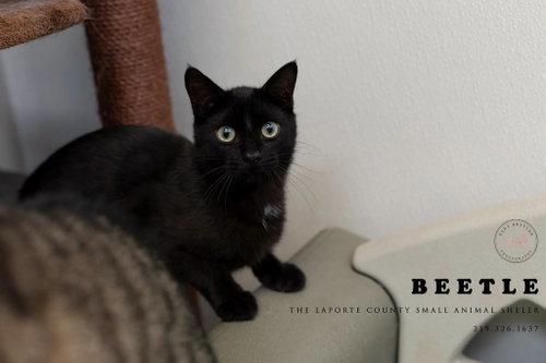 Beetle, Young Domestic Short Hair / Mixed, cat for adoption in Hammond, Indiana