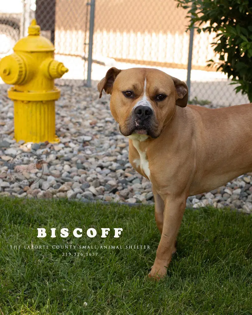 Biscoff - Pit Bull Terrier