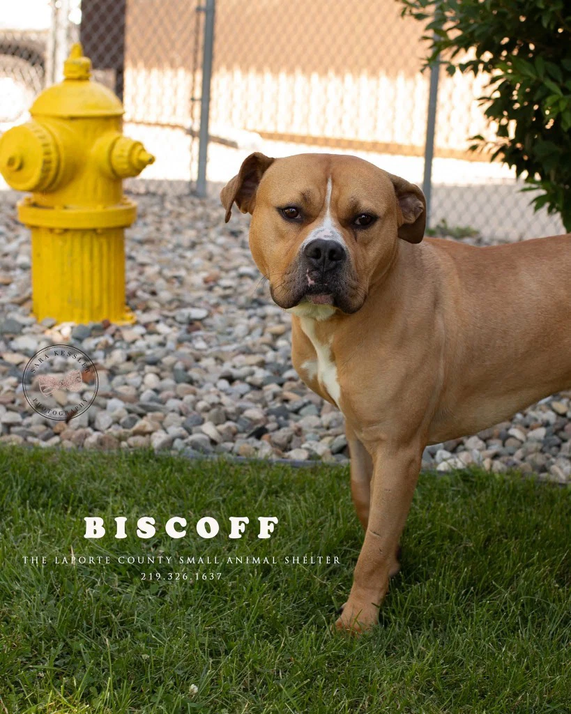 Biscoff