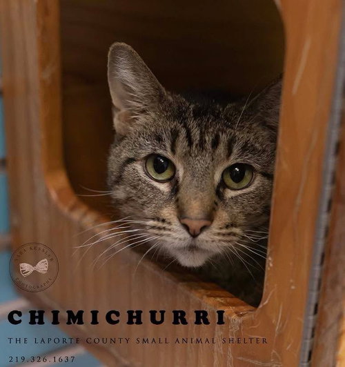 Chimichurri, Senior Domestic Short Hair / Mixed, cat for adoption in Hammond, Indiana
