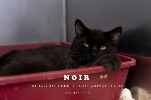 Noir, Adult Domestic Short Hair / Mixed, cat for adoption in Hammond, Indiana