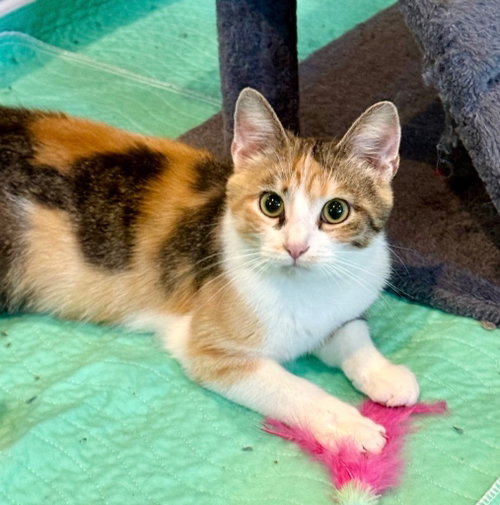 Sargent Marge, Young Calico, cat for adoption in Calumet City, Illinois