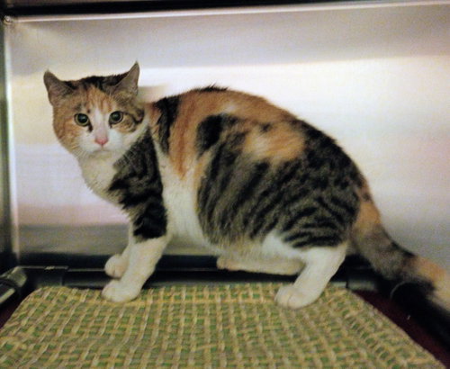 Photo 4 of Sargent Marge