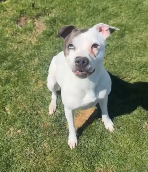 Gemma