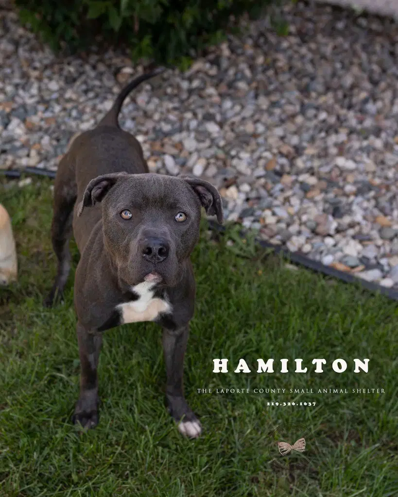Hamilton - Pit Bull Terrier