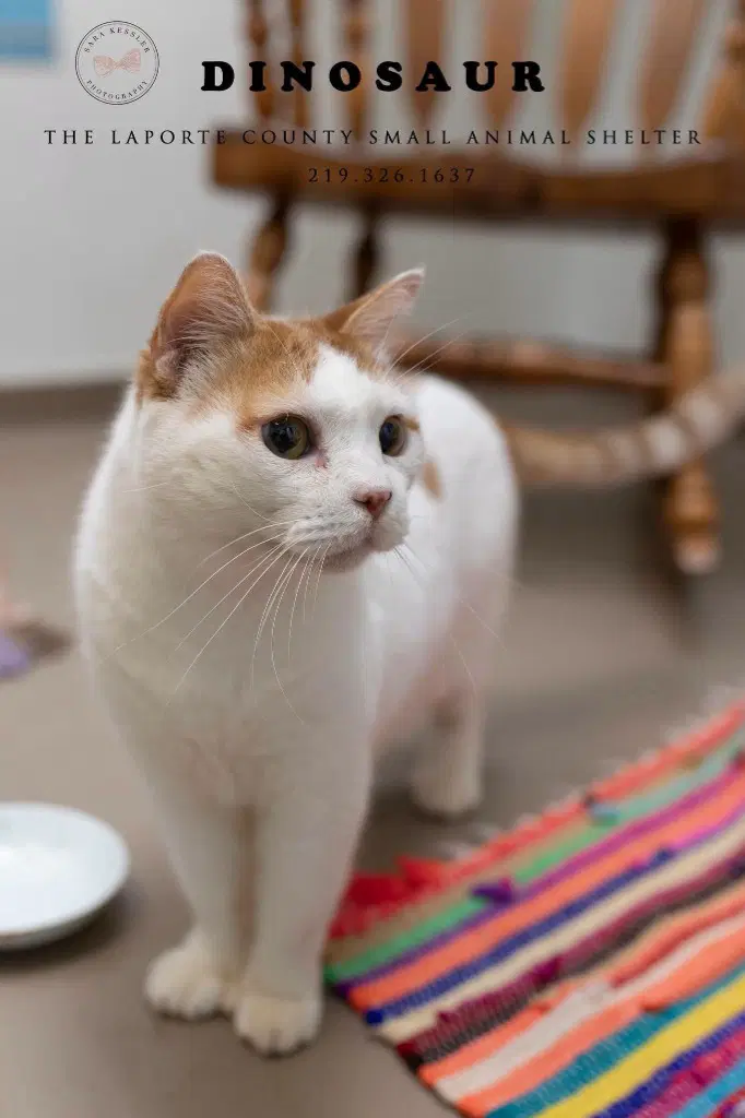 Dinosaur - British Shorthair