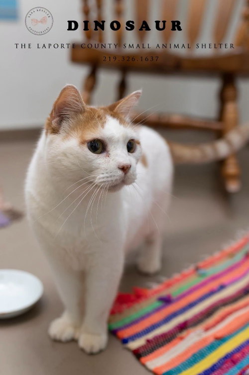 Dinosaur, Adult British Shorthair, cat for adoption in Hammond, Indiana