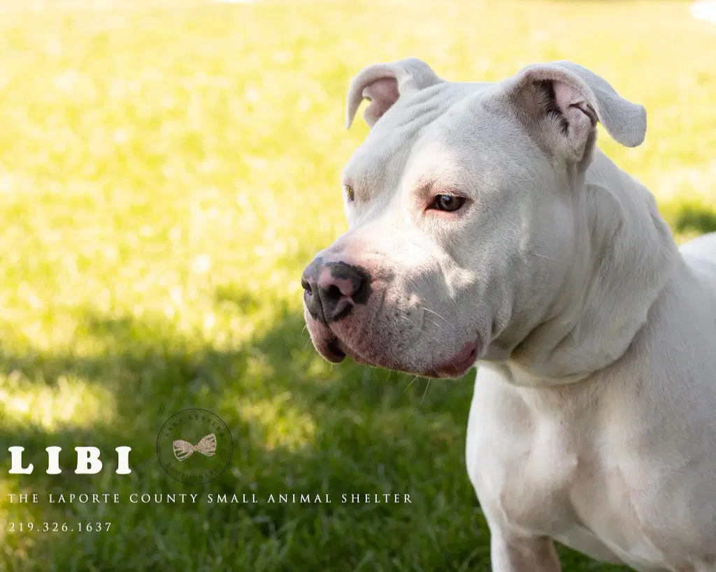 Libi - Pit Bull Terrier
