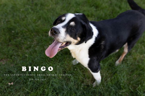 Bingo, an adoptable Australian Shepherd in La Porte, IN
