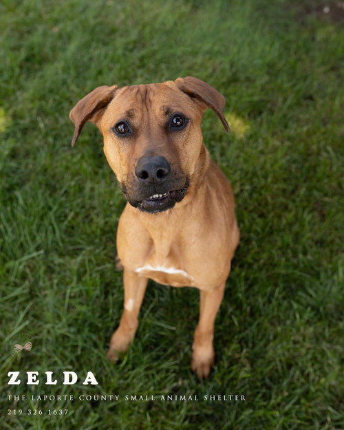Zelda, an adoptable Hound in La Porte, IN
