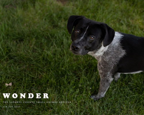 Wonder, an adoptable Cattle Dog in La Porte, IN