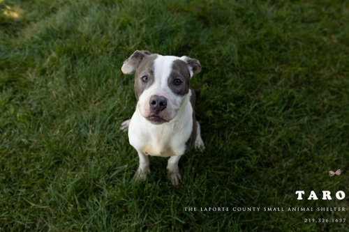 Taro, an adoptable Pit Bull Terrier in La Porte, IN