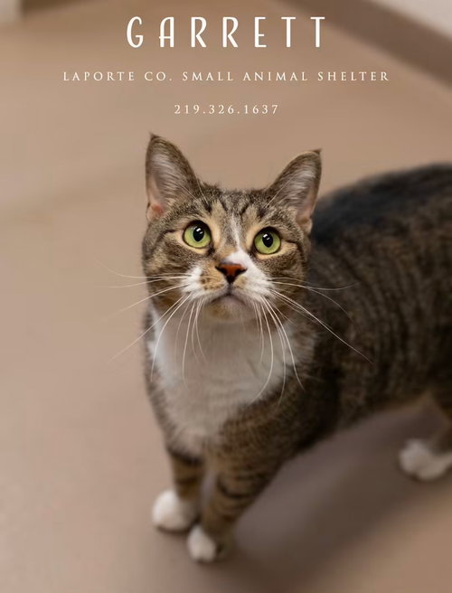 picture of the cat needing adoption