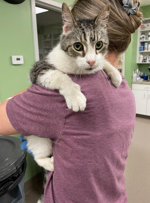 Lew, an adoptable Domestic Short Hair in La Porte, IN