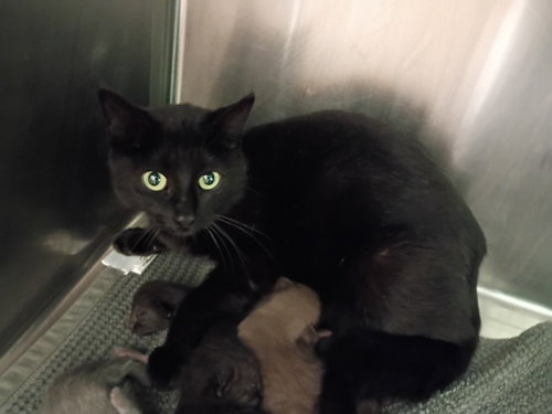Butterfly, an adoptable Domestic Short Hair in La Porte, IN