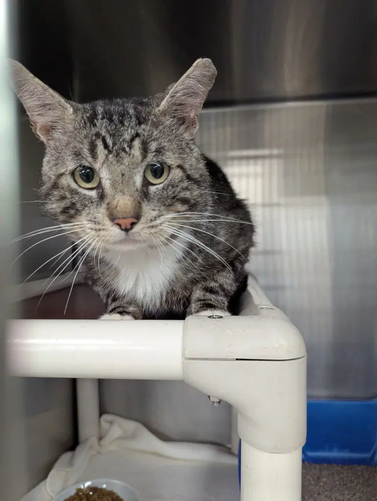 Bernard - Domestic Short Hair