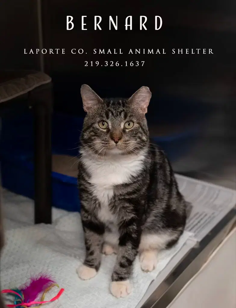 Bernard - Domestic Short Hair